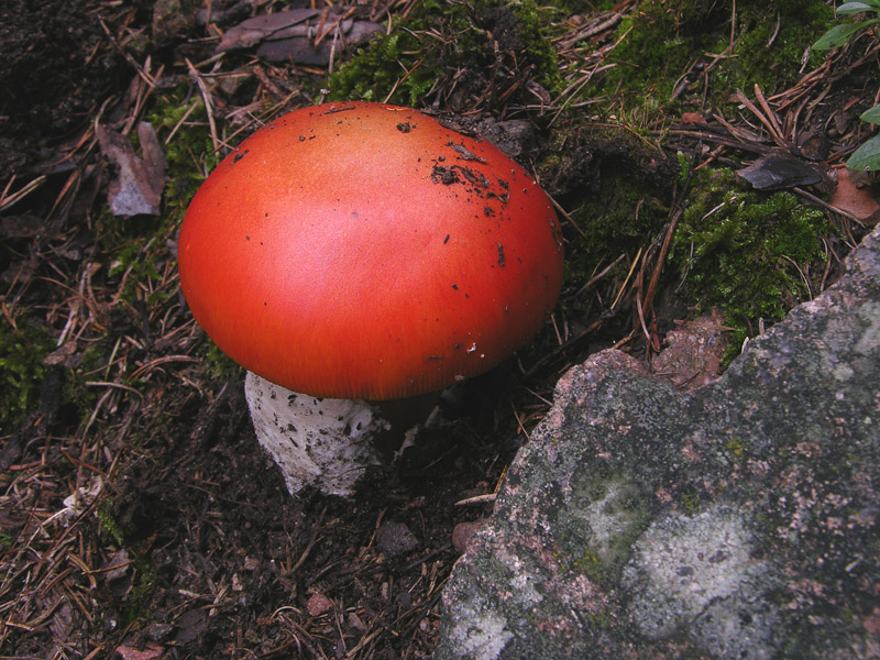 Quando l''Amanita caesarea viene oltre i 1000 mt......